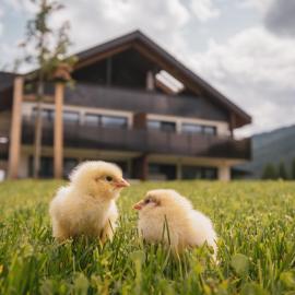 Sottla - your mountain home, hotel u gradu Valdaora