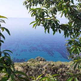 Zagara Blu