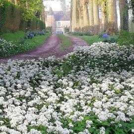 Chambre Fleur de Lys