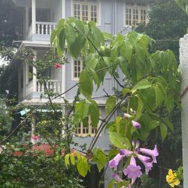 Diva Gomes Guest House
