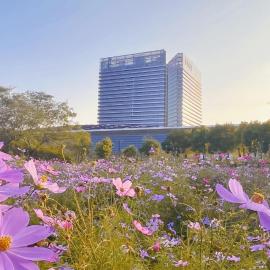 Radisson Collection Lingang Shanghai, хотел 