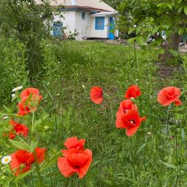 Khata under the Blue Flower, מלון בMedvin