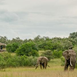 Mattikoko Safari Camp, hotel a Aitong