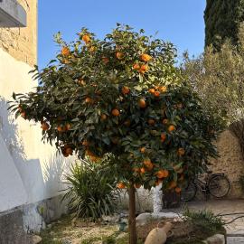 La fleur d'oranger
