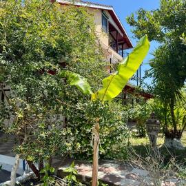 Koala Place, hotel i Vasiliki