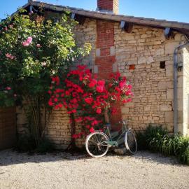Chalet Nature & chiens de traîneaux