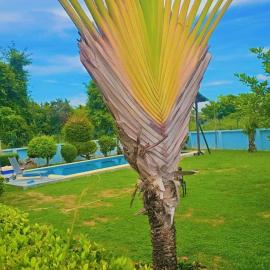 Pattaya Paradise Pool villa with Garden 3BR