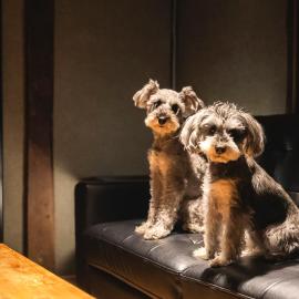 犬2匹同伴可 松江日和 by HIYORISTAY