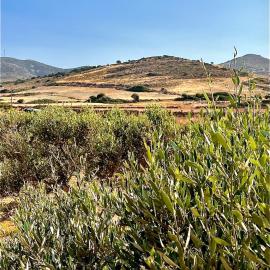 Ampelonas Antiparos, hotel v destinácii Andiparos