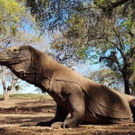 4D3N CRUISE Lombok-Komodo-Flores