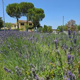 CaSAle, hotel en Castelfidardo