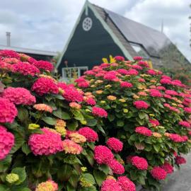 Vakantiehuis Het Uilennest