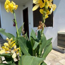 Traditional Bungalows, hotel en Kalivia Poligirou