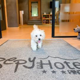 Bepy Hotel Garni: Giustino'da bir otel