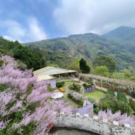 阿喜紫藤Arce wisteria