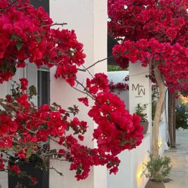 Mellow Paros, ξενοδοχείο στην Παροικιά