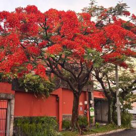 Arbol de Fuego Eco-hotel