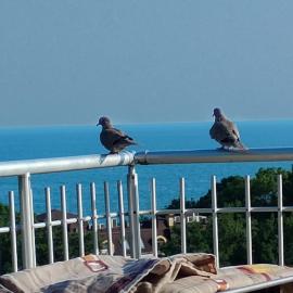 apartment VANESA, hotel a Kavarna