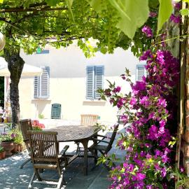 The Tuscany Rose