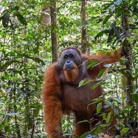 Dendi guest house & Orangutan Explore