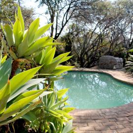 Ndlovu 41 inside the Dinokeng Big 5 Game Reserve