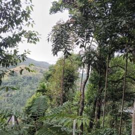 Ella nature hostel, hotel din Ella