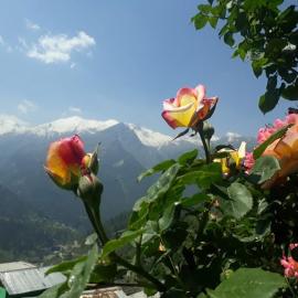 Mountain View guesthouses &cafe