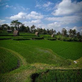 Swaha Retreat & Eco Park Ubud, хотел в Tampaksiring