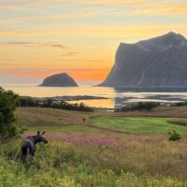 Haukland Panorama Lofoten