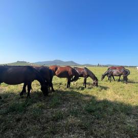 Il Gelsomino Bio Agriturismo