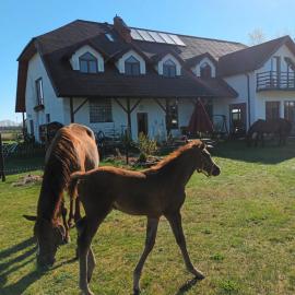 Gospodarstwo Agroturystyczne Bogdanówka, hotel a Rossosz