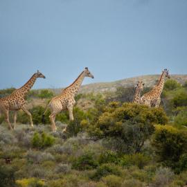 Elandspoort Private Game Reserve