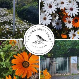 Villiera Guest Farm, hotel a Langebaan