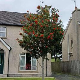 Rowan Tree Cottage, Ballycastle
