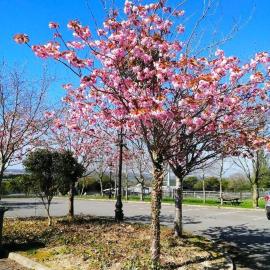 Tara View Apartments, hotel a Garristown