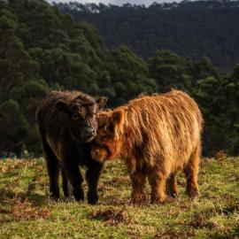 Ruby's Cottage Farm Stay, hotel a Port Arthur