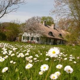 Reethaus Rosengarten - Whg Strauchrose im DG - Rügen gegenüber Hiddensee