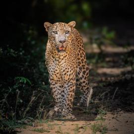 Wilpattu Buma Lodge