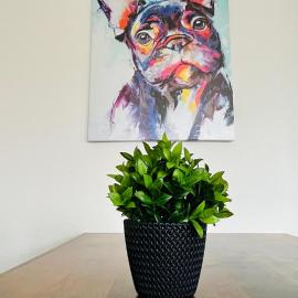 Gemütliches Altbauapartment I