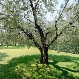 Il Giardino degli Ulivi
