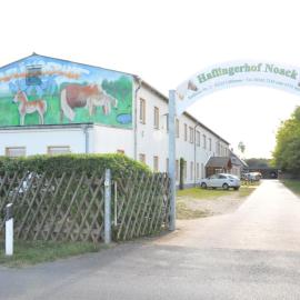 Haflingerhof Noack