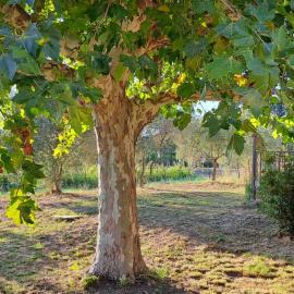 Campagne Carbonel