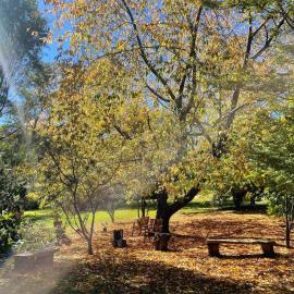 Treetops Chalet, hotel u gradu Leura