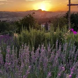 Amor di Lavanda, hotel en Cingoli