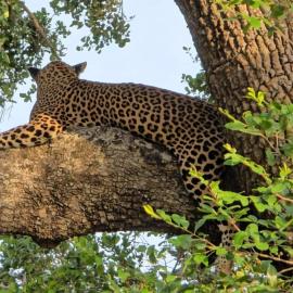 Kumana safariThapobane safari service