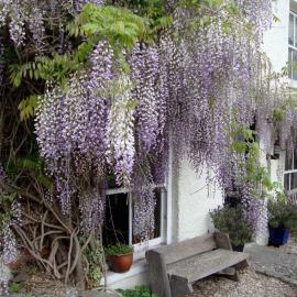 Half Moon House