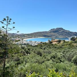 Olive Grove