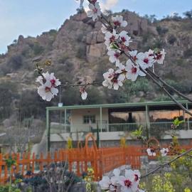 Cactus Bloom زهرة الصبار، فندق في الطائف