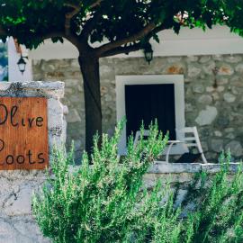 Olive Roots