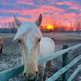 Cabin on Horse, Donkey and Cow Farm, hotell sihtkohas Bozeman